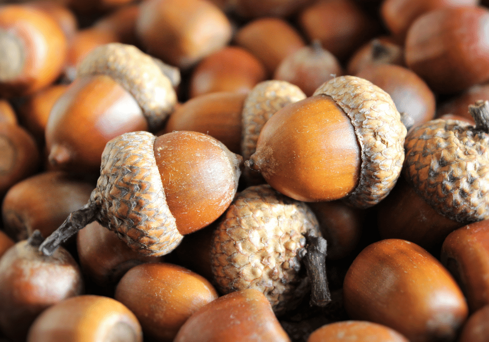 Are Acorns Poisonous to Horses? | Avonvale Equine Vets Blog